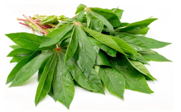 Beragam Manfaat Kesehatan dari Daun Singkong