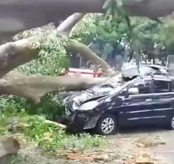 Pohon Tumbang Timpa Mobil di Farmhouse Lembang