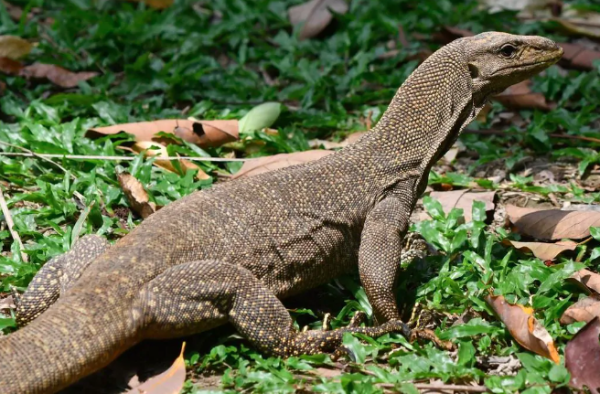 Biawak Berkeliaran di Ciriung, Warga Bogor Minta Bantuan Damkar untuk Evakuasi