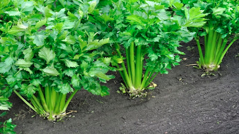 5 Tanaman Sayur yang Mudah Ditanam Kembali dari Sisa