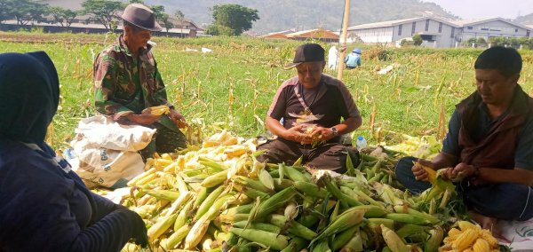 Petani Cimanggung Harap Hujan Turun Segera, Keluhkan Biaya Pengairan Membengkak