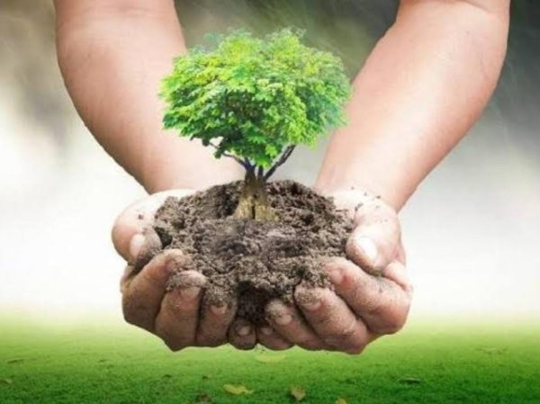 Gerakan 50.600 Penanaman Pohon dalam Peringatan Hari Santri 2024