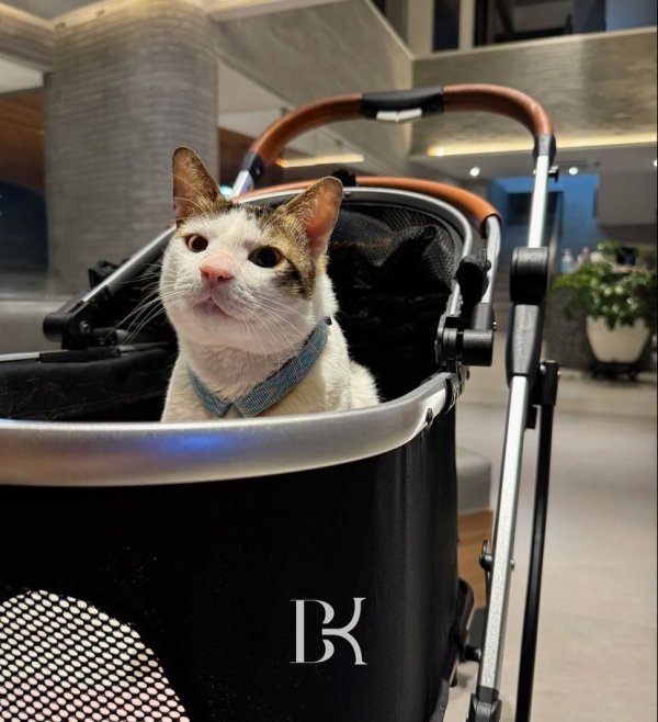 Bobby Kertanegara, Kucing Presiden, Menjadi Sorotan Warganet dengan Stroller Mewah di Istana