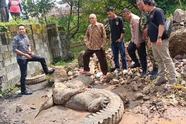 Fakta Terbaru Buaya yang Lepas Dari Penangkaran di Cianjur