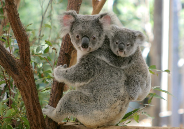 Australia Dikecam Setelah Ratusan Koala Ditembak Mati dari Udara