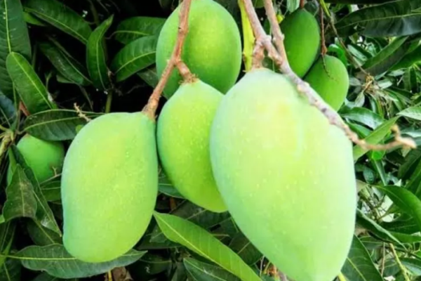 Hati-Hati! 7 Buah yang Sebaiknya Dihindari saat Perut Kosong