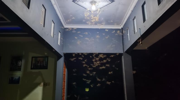 7 Cara Ampuh Mengusir Laron Tanpa Perlu Mematikan Lampu