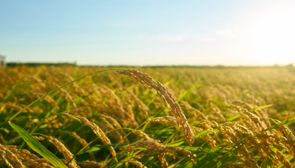 Kalsel Ditarget Cetak Sawah Seluas 500.000 Hektare untuk Swasembada Pangan Nasional