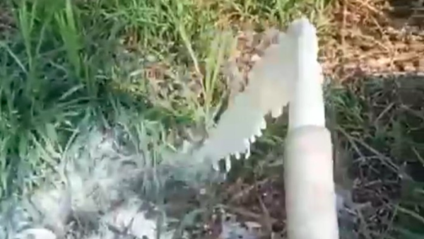 Viral Peternak Pasuruan Buang Susu Sapi Hasil Panen, Ini Alasannya