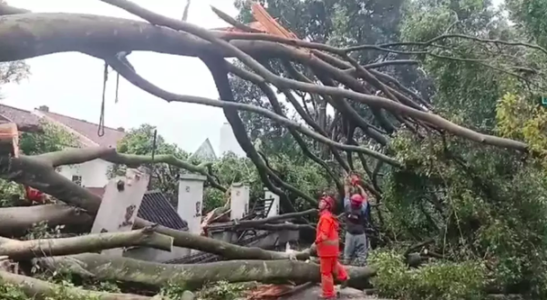 Hujan Angin Terjang Cimahi, Poho Tumbang Timpa Kendaraan hingga Bangunan