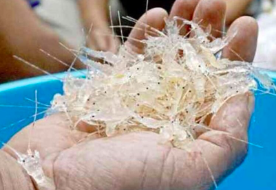 Penyelundupan 2.000 Benih Lobster di Pandeglang, 3 Pelaku Ditangkap