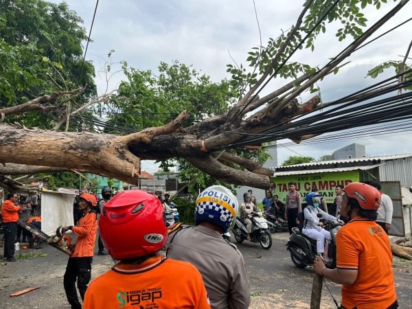 Petugas Gabungan Evakuasi Pohon Tumbang Akibat Hujan Disertai Angin Kencang di Sidoarjo