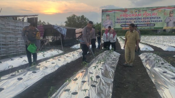 Gerakan Nyata Polres Gresik Dukung Ketahanan Pangan, Tanam Ribuan Bibit Cabai di Menganti
