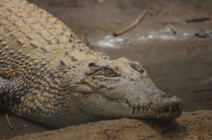 Warga Resah 4 Buaya Muncul di Sungai Klurak Sidoarjo