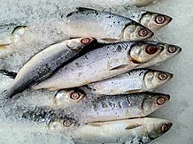 Harga Bahan Pokok Rabu 11 Desember 2024, Harga Daging Ayam Ras dan Ikan Bandeng Naik