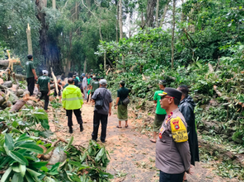 Ketimpa Pohon Monkey Forest, Turis Dapat Uang Asuransi Rp 1 Miliar