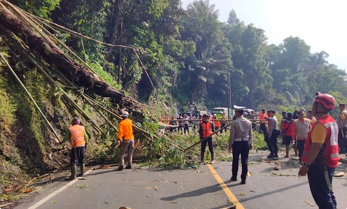Pohon Rawan Tumbang di Cadas Pangeran Bakal Ditebang