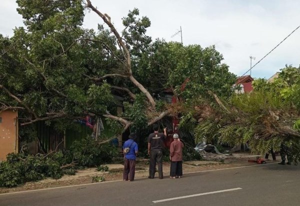 Pohon Tumbang Timpa Dua Rumah di Cipeundeuy