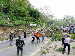 Petugas Tebang Pohon Rawan Tumbang di Cadas Pangeran, Jalur Lalu Lintas Dialihkan