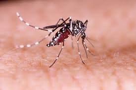 Kasus Demam Berdarah Dengue di Depok Mencapai 4.825 Pada 2024