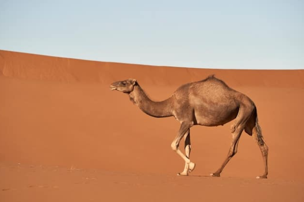 Investasi ala Nabi Muhammad: Pelajaran Keuangan yang Bijak dan Berdasarkan Prinsip Islam