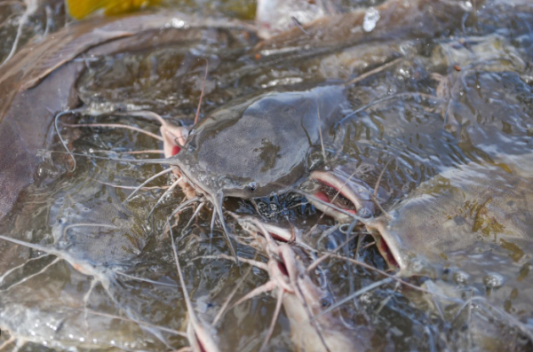Kaya Nutrisi, Ini 5 Jenis Ikan Murah yang Cocok untuk Hidangan Sehari-Hari