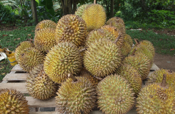 5 Cara Memilih Durian yang Manis dan Berkualitas, Jangan Sampai Salah Pilih!