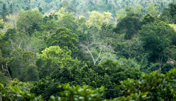 Microsoft Beli 3,5 Juta Ton CO2 untuk Restorasi Lahan Hutan Amazon dan Atlantik