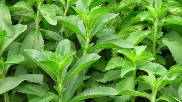 Stevia Sebagai Pemanis Sehat, Namun Perlu Waspadai Efek Sampingnya