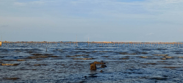 KKP Tegaskan Pagar Laut Misterius di Tangerang Tanpa Izin, Berpotensi Merusak Keanekaragaman Hayati