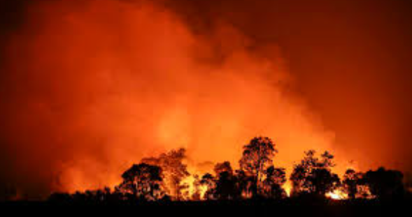 Kebakaran Hutan dan Lahan di Indonesia Meningkat pada 2024: Sebaran dan Upaya Penanganannya