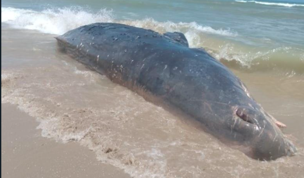 Seekor Paus Ditemukan Mati di Pesisir Pulau Kunti Sukabumi