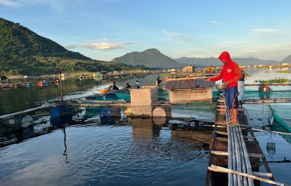 Harga Pakan Cekik Petani Budidaya Ikan Jatiluhur