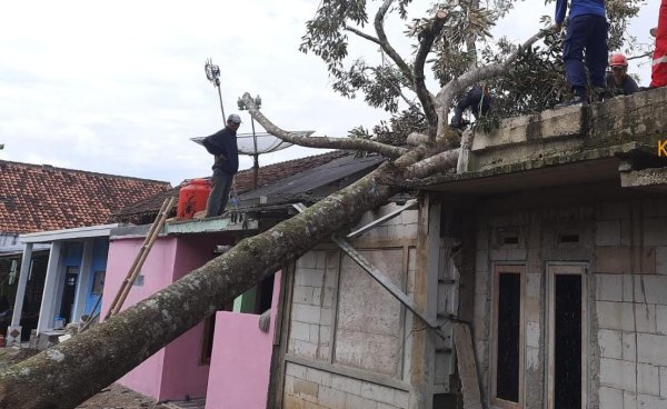 Angin Kencang Sebabkan Pohon Tumbang di Sejumlah Titik di Sukabumi