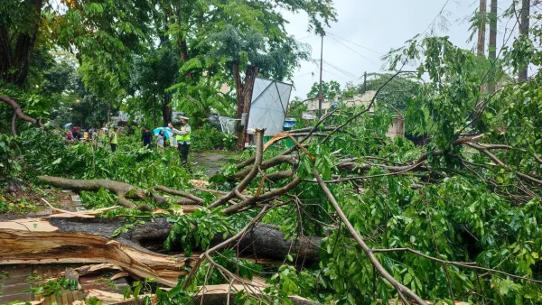 Hujan Disertai Angin Kencang Sebabkan Enam Pohon Tumbang di Jakarta