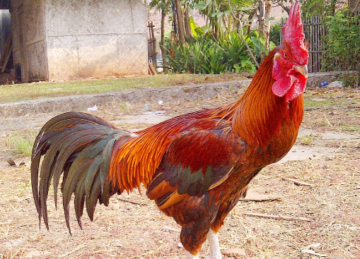 Ampuh! Cara Mudah Usir Ayam yang Suka Buang Kotoran di Teras Rumah