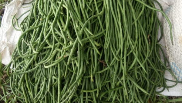 Tips Memasak Kacang Panjang Agar Tetap Segar