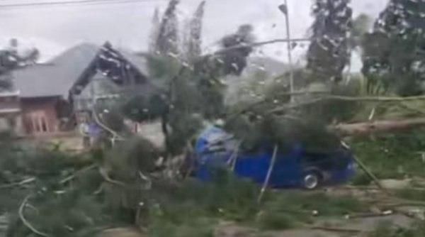 Pohon Besar Tumbang Timpa Angkot di Cianjur