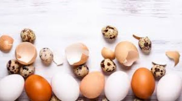 Setiap Jenis Telur Miliki Gizi dan Manfaat Kesehatan yang Berbeda
