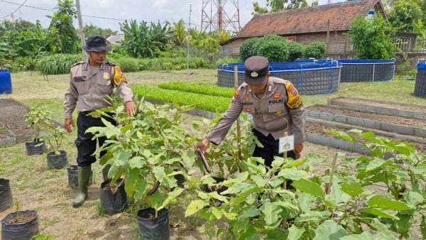 Kapolsek Balongbendo Tinjau Lahan Pertanian, Pastikan Kesiapan Program Ketahanan Pangan