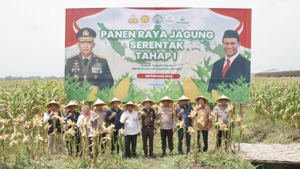 Wujudkan Swasembada Pangan, Polresta Sidoarjo Panen Raya Jagung Tahap I