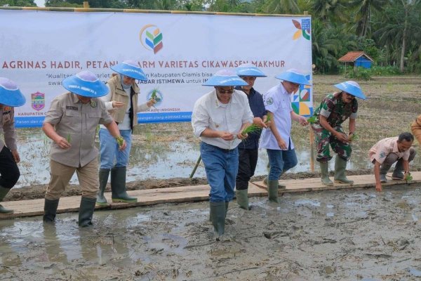 Varietas Padi Cikawasen: Harapan Baru untuk Swasembada Pangan di Jawa Barat