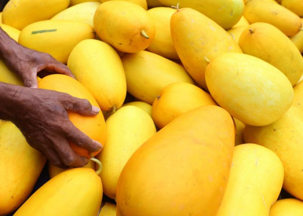 Timun Suri, Buah Kaya Manfaat yang Cocok untuk Berbuka Puasa