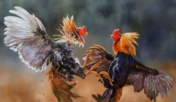 Tragedi Way Kanan : 3 Polisi Tewas, Dugaan Suap Judi Sabung Ayam Muncul