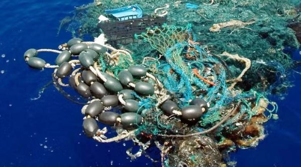 WoDEF 2025: Eksploitasi Hewan Akuatik dan Krisis Lingkungan yang Terabaikan