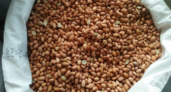 Cara Menggoreng Kacang Tanah agar Tidak Pahit dan Matang Merata