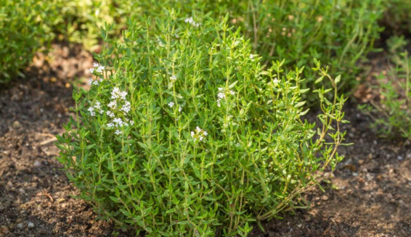 Thyme, Si Daun Ajaib yang Laris Manis di Mancanegara
