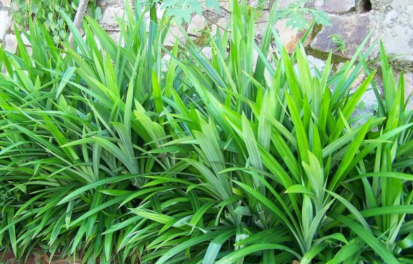 Daun Pandan Bukan Sekadar Pewangi Masakan, Ini Manfaat Kesehatannya