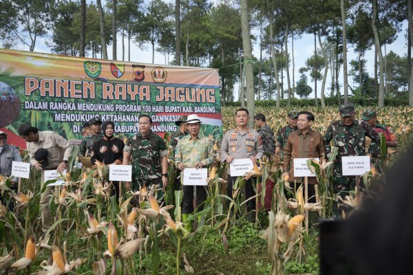 Dukung Ketahanan Pangan Nasional, Forkopimda Kabupaten Bandung Panen Raya Jagung di Arjasari