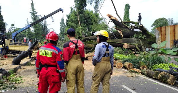 Pohon Tumbang di Dago, Pemkot Bandung Gerak Cepat dan Lakukan Pemangkasan Massal
